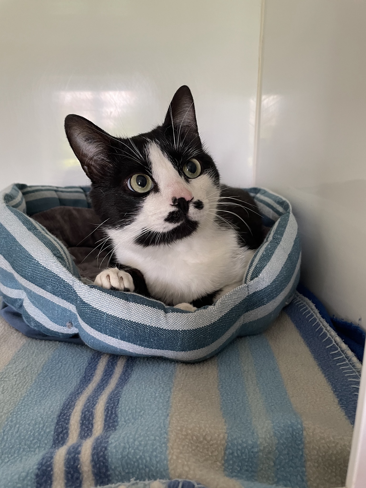 Droit De Vivre Adopter Un Chat