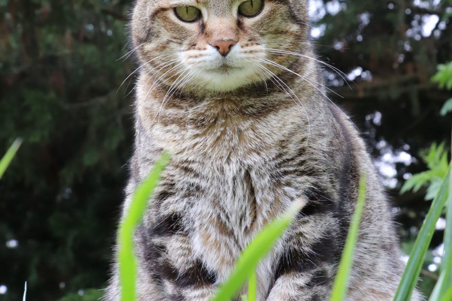 Mimi alias Kiwi est chat mâle de 10 ans. Chat caractériel et possessif. Il tolère ses congénères mais ce qu'il apprécie le plus, ce sont les caresses et la présence humaine. Nous lui recherchons une famille qui vit en maison avec un grand espace.